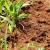 Margate Fire Ants by Florida's Best Lawn & Pest, LLC